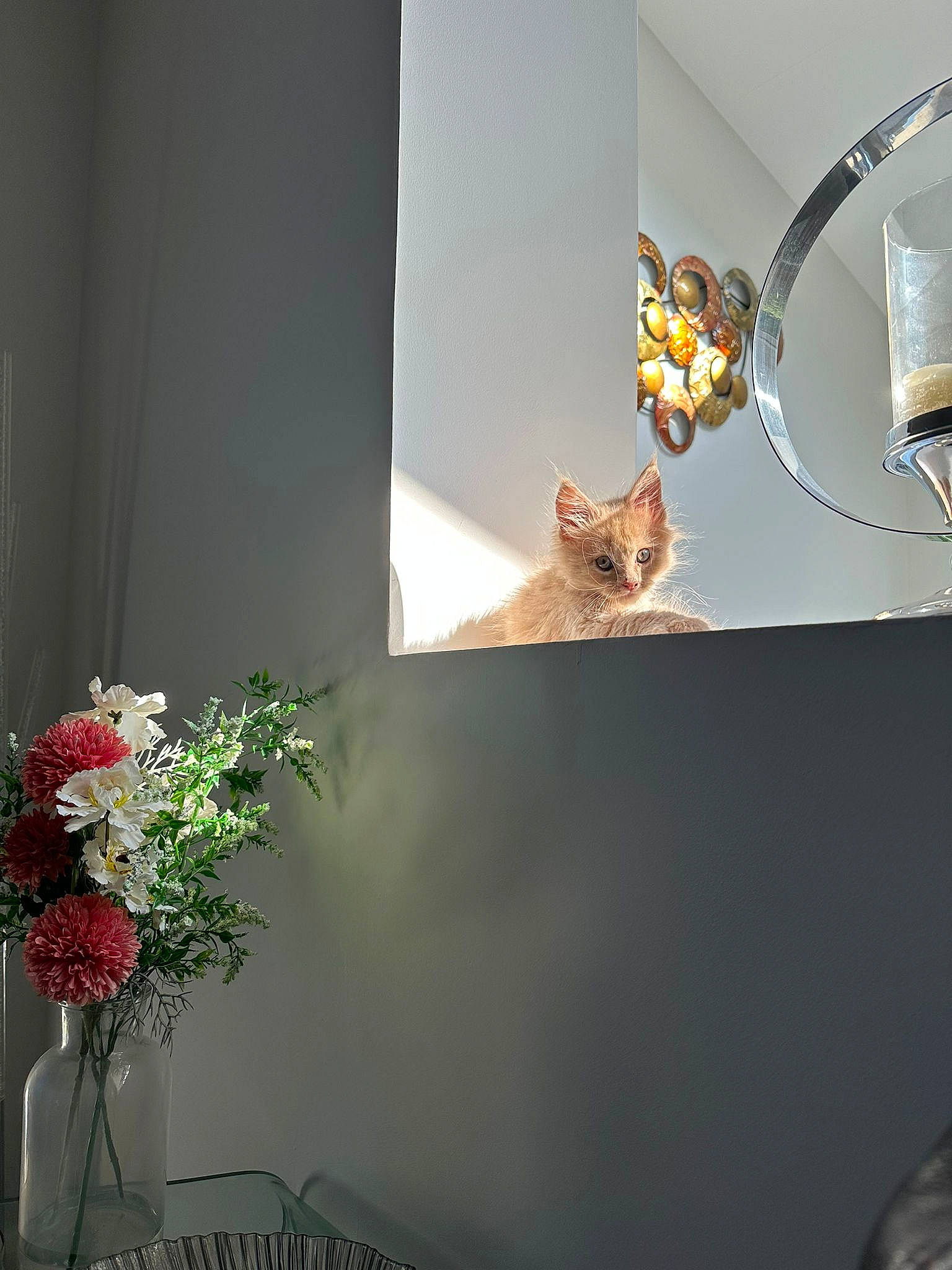 Simba joined the competition — help win amazing prizes! artificial_flower, carnivore, cat, ceiling, event, felidae, flower, flower_arranging, glass, house, interior_design, petal, plant, small_to_medium_sized_cats, tail, tints_and_shades, twig, whiskers, window, wood