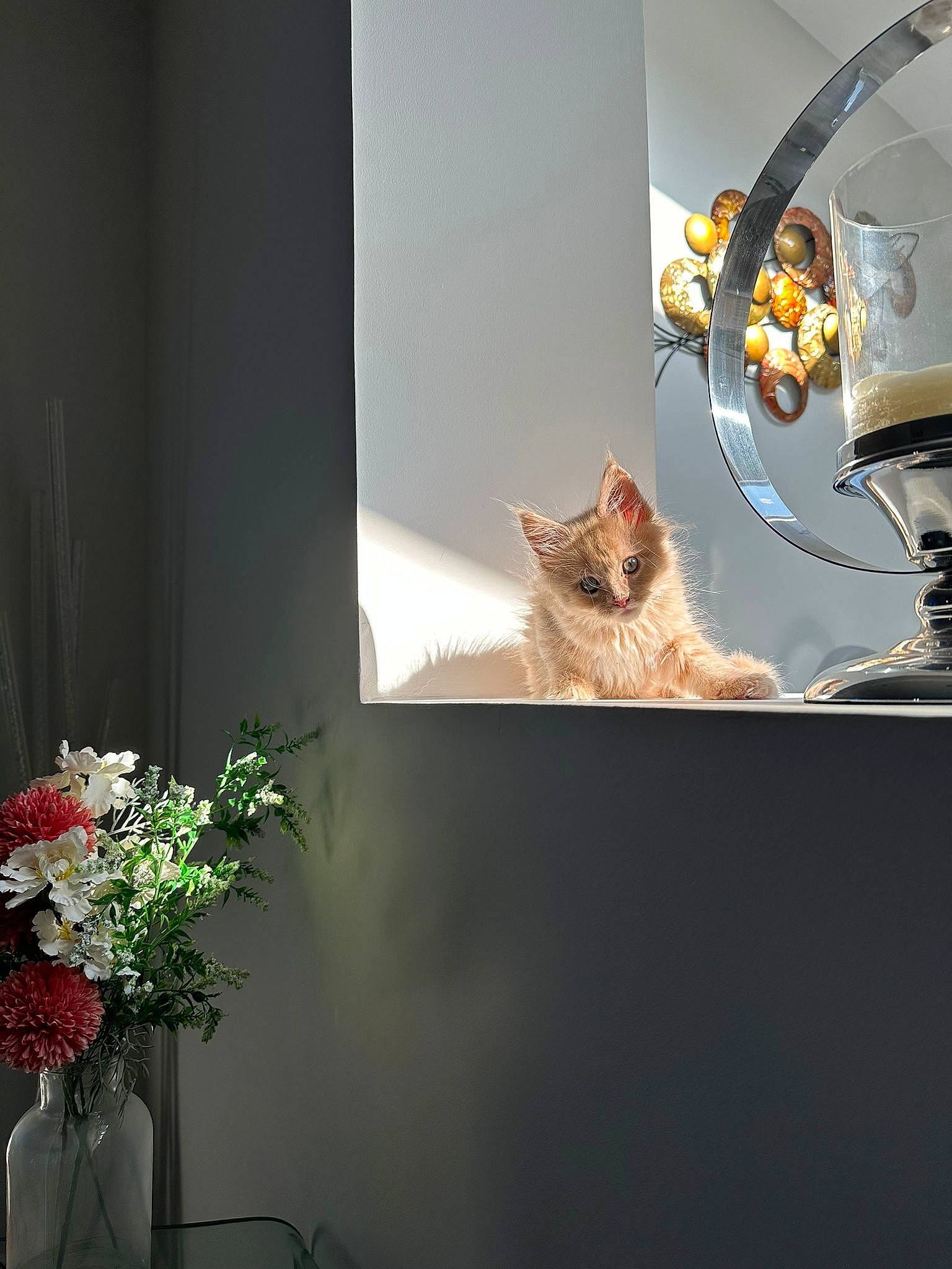 Simba is registered to the contest to win money with this photo: artificial_flower, carnivore, cat, event, felidae, flower, flower_arranging, flowerpot, glass, organism, petal, plant, room, small_to_medium_sized_cats, tail, tints_and_shades, twig, whiskers, window, wood