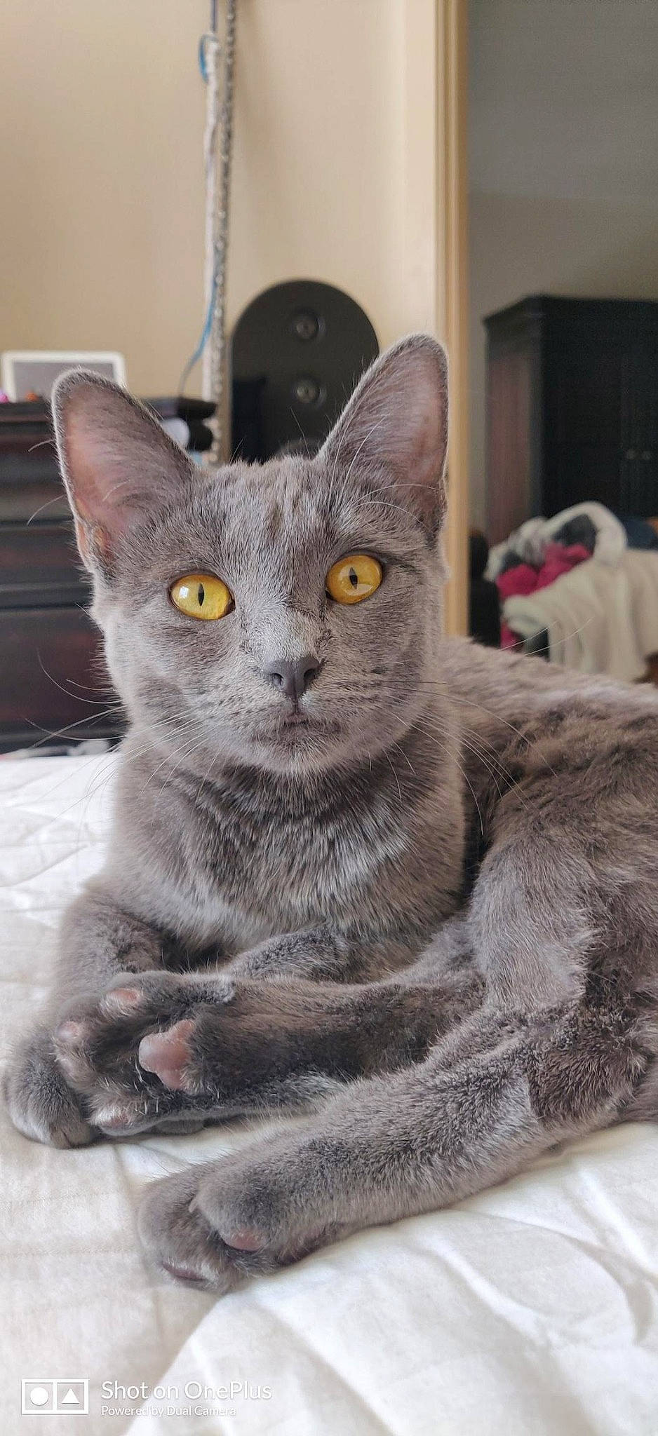 Carbon joined the competition — help win amazing prizes! asian, australian_mist, british_shorthair, burmese, carnivore, cat, chartreux, domestic_short_haired_cat, european_shorthair, felidae, german_rex, kitten, korat, mammal, nebelung, russian_blue, small_to_medium_sized_cats, vertebrate, whiskers