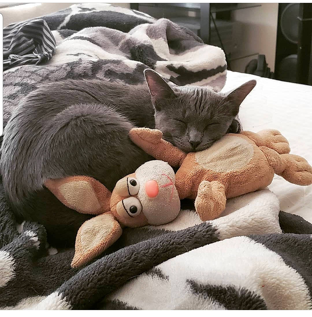 Carbon is registered to the contest to win money with this photo: asian, british_shorthair, carnivore, cat, child, comfort, european_shorthair, felidae, fur, kitten, nap, paw, plush, russian_blue, sleep, small_to_medium_sized_cats, snout, stuffed_toy, toy, whiskers