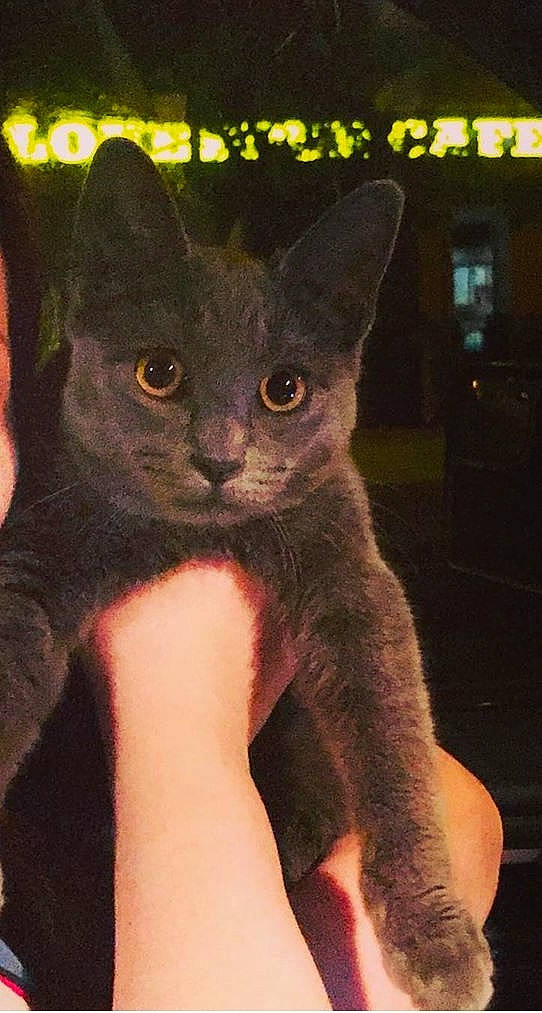 Carbon joined the competition — help win amazing prizes! asian, black_cat, burmese, carnivore, cat, chartreux, domestic_short_haired_cat, felidae, german_rex, kitten, korat, mammal, oriental_shorthair, russian_blue, small_to_medium_sized_cats, snout, vertebrate, whiskers