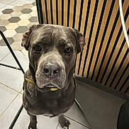 Olaf a rejoint le concours — aidez-le/la à gagner de superbes lots ! dog, indoor, tile_floor, yellow_collar, gray_coat, wooden_wall, metal_furniture, pet, animal, canine, loyal, attentive, sitting, close_up, portrait, floor_tiles, domestic, companion, house_pet, waiting