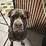 dog, indoor, tile_floor, yellow_collar, gray_coat, wooden_wall, metal_furniture, pet, animal, canine, loyal, attentive, sitting, close_up, portrait, floor_tiles, domestic, companion, house_pet, waiting