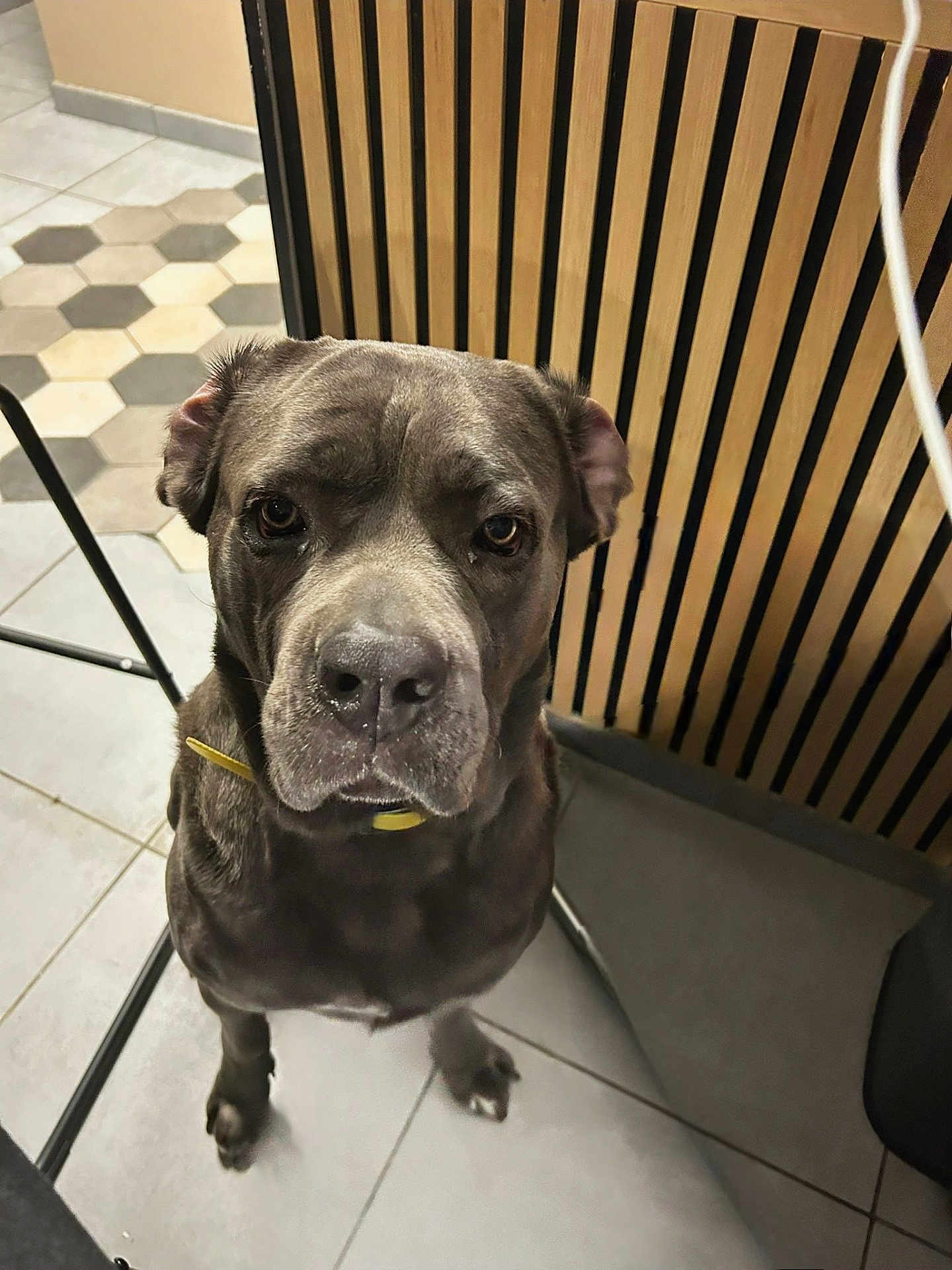 Olaf a rejoint le concours — aidez-le/la à gagner de superbes lots ! dog, indoor, tile_floor, yellow_collar, gray_coat, wooden_wall, metal_furniture, pet, animal, canine, loyal, attentive, sitting, close_up, portrait, floor_tiles, domestic, companion, house_pet, waiting