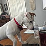 Atlas joined the competition — help win amazing prizes! bow_tie, cup, curious, decor, dog, dresser, drinking_water, furniture, home, indoor, living_room, pet, red_collar, remote_control, side_view, table, wall_art, water_bottle, white_dog, wooden_floor