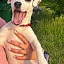 Atlas joined the competition — help win amazing prizes! animal, close_up, collar, cute, dog, grass, greenery, hand, happy, holding, nature, outdoor, panting, person, pet, playful, summer, sunlight, tongue_out, white_dog