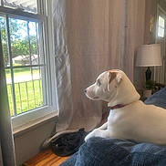 Atlas is registered to the contest to win money with this photo: canine, collar, couch, curtains, daylight, dog, domestic_animal, furniture, greenery, home_interior, indoor, lamp, looking_out, pet, relaxed, resting, side_view, white_dog, window, wooden_table