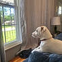 canine, collar, couch, curtains, daylight, dog, domestic_animal, furniture, greenery, home_interior, indoor, lamp, looking_out, pet, relaxed, resting, side_view, white_dog, window, wooden_table