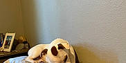 Atlas joined the competition — help win amazing prizes! animal, bed, brown_patches, comfort, cozy, dog, fur, household, indoor, peaceful, pet, photo_frame, pillow, relaxation, resting, side_table, sleeping, textured_wall, wall, white_dog