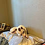 animal, bed, brown_patches, comfort, cozy, dog, fur, household, indoor, peaceful, pet, photo_frame, pillow, relaxation, resting, side_table, sleeping, textured_wall, wall, white_dog