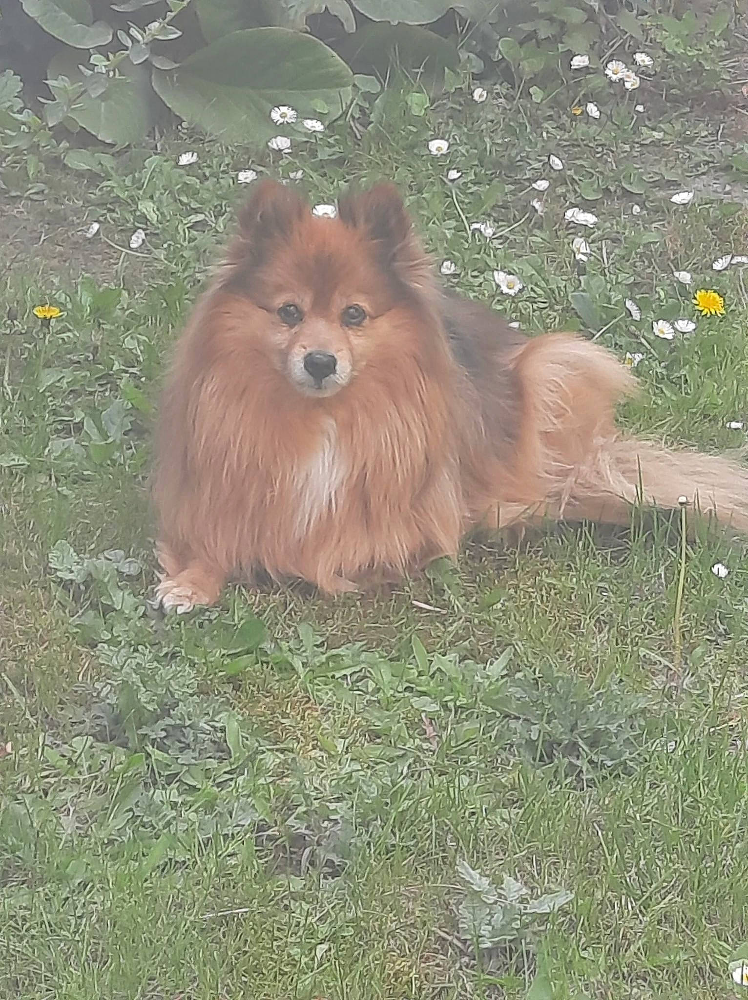 Kira participe au concours pour gagner de l'argent avec cette photo : canidae, carnivore, companion_dog, dog, dog_breed, fawn, fur, german_spitz, grass, liver, plant, snout, spitz, sporting_group, tail, terrestrial_animal, toy_dog, whiskers, wildlife, working_animal