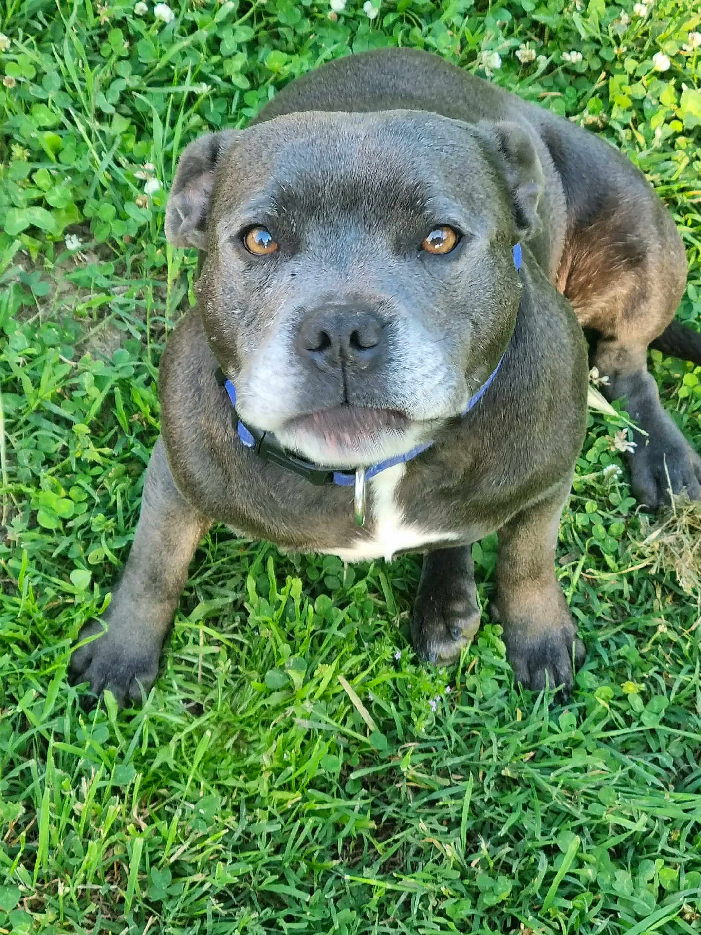 Talya