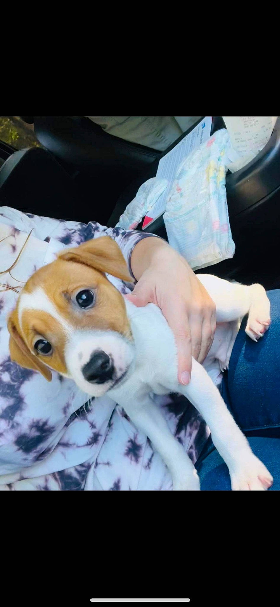 Rooster joined the competition — help win amazing prizes! beagle, canidae, carnivore, chair, comfort, companion_dog, dog, dog_breed, fawn, fur, hound, human_leg, plush, puppy, scent_hound, snout, sporting_group, stuffed_toy, toy, whiskers