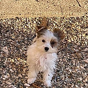 Voxane participe au concours pour gagner de l'argent avec cette photo : accessories, animal, canine, cockerspaniel, dog, flagstone, gravel, leash, papillon, path, pebble, pet, poodle, puppy, road, rock, slate, strap, terrier, walkway