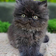 Noah is registered to the contest to win money with this photo: kitten, cat, fluffy, fur, cute, pet, animal, small, sitting, indoors, closeup, portrait, young, feline, whiskers, green_background, soft, texture, adorable, eyes