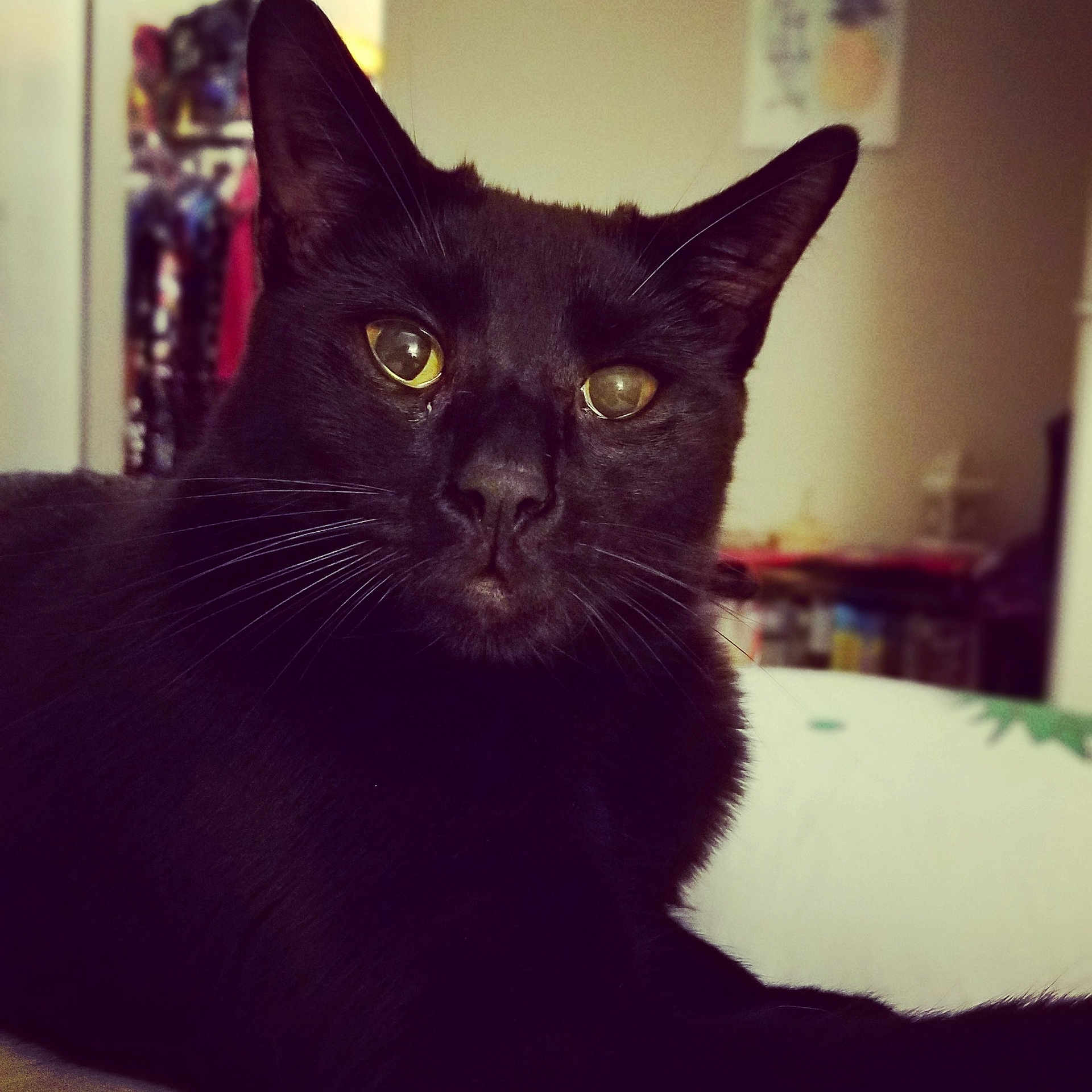 Prince is registered to the contest to win money with this photo: asian, black, black_cat, bombay, burmese, carnivore, cat, domestic_short_haired_cat, ear, eye, felidae, fur, kitten, mammal, sky, small_to_medium_sized_cats, snout, whiskers