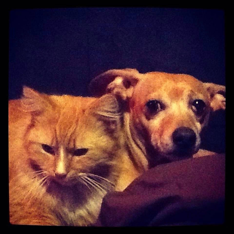 Lucky is registered to the contest to win money with this photo: carnivore, cat, companion_dog, display_device, dog, dog_breed, electronic_device, eye, fawn, felidae, fur, photo_caption, rectangle, small_to_medium_sized_cats, snout, square, terrestrial_animal, visual_arts, whiskers, working_animal