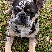 Tsuki a rejoint le concours — aidez-le/la à gagner de superbes lots ! dog, french_bulldog, merle_coat, animal, pet, outdoor, grass, canine, ears, cute, lying_down, muzzle, snout, black_and_white, brown, fur, portrait, looking_at_camera, nature, daytime