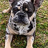 dog, french_bulldog, merle_coat, animal, pet, outdoor, grass, canine, ears, cute, lying_down, muzzle, snout, black_and_white, brown, fur, portrait, looking_at_camera, nature, daytime