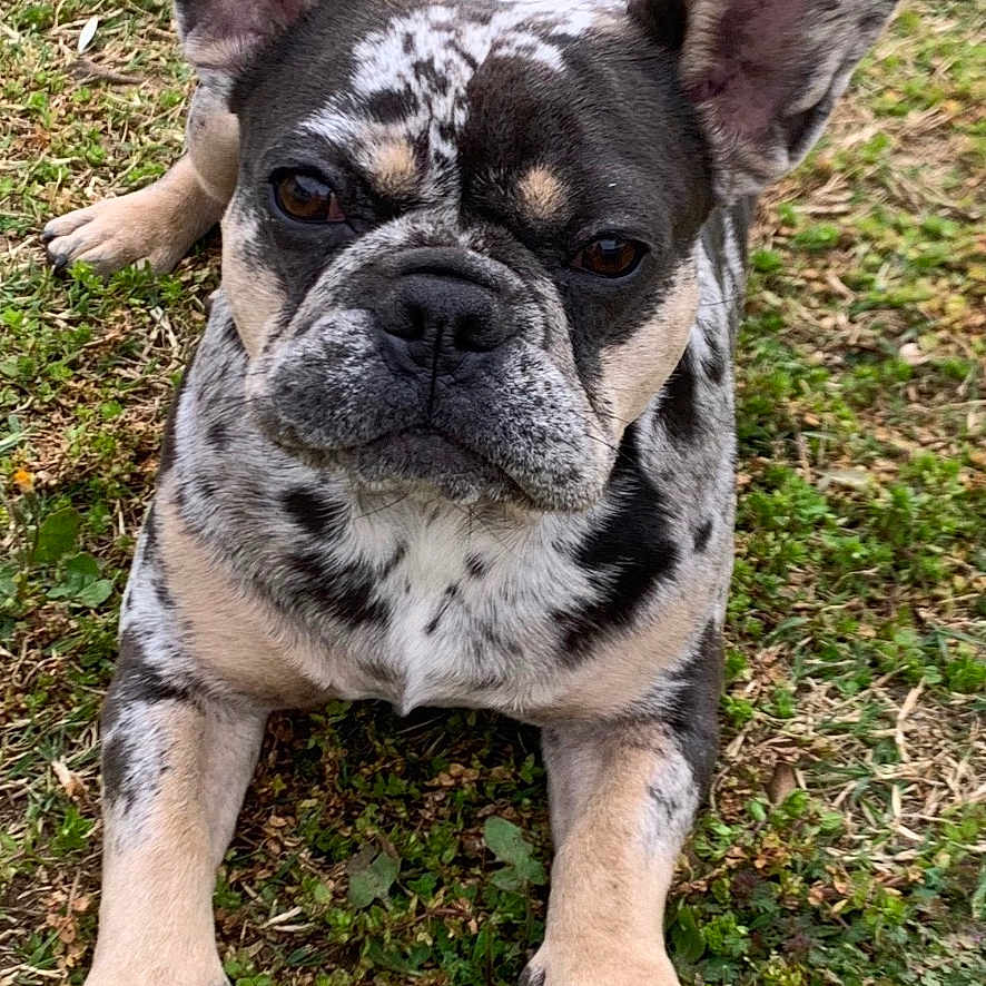 Tsuki a rejoint le concours — aidez-le/la à gagner de superbes lots ! dog, french_bulldog, merle_coat, animal, pet, outdoor, grass, canine, ears, cute, lying_down, muzzle, snout, black_and_white, brown, fur, portrait, looking_at_camera, nature, daytime