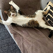 Nuts participe au concours pour gagner de l'argent avec cette photo : animal, blanket, cat, claws, couch, cozy, cute, feline, fur, home, indoor, pet, pillow, playful, relaxed, resting, stretching, tabby, whiskers, white