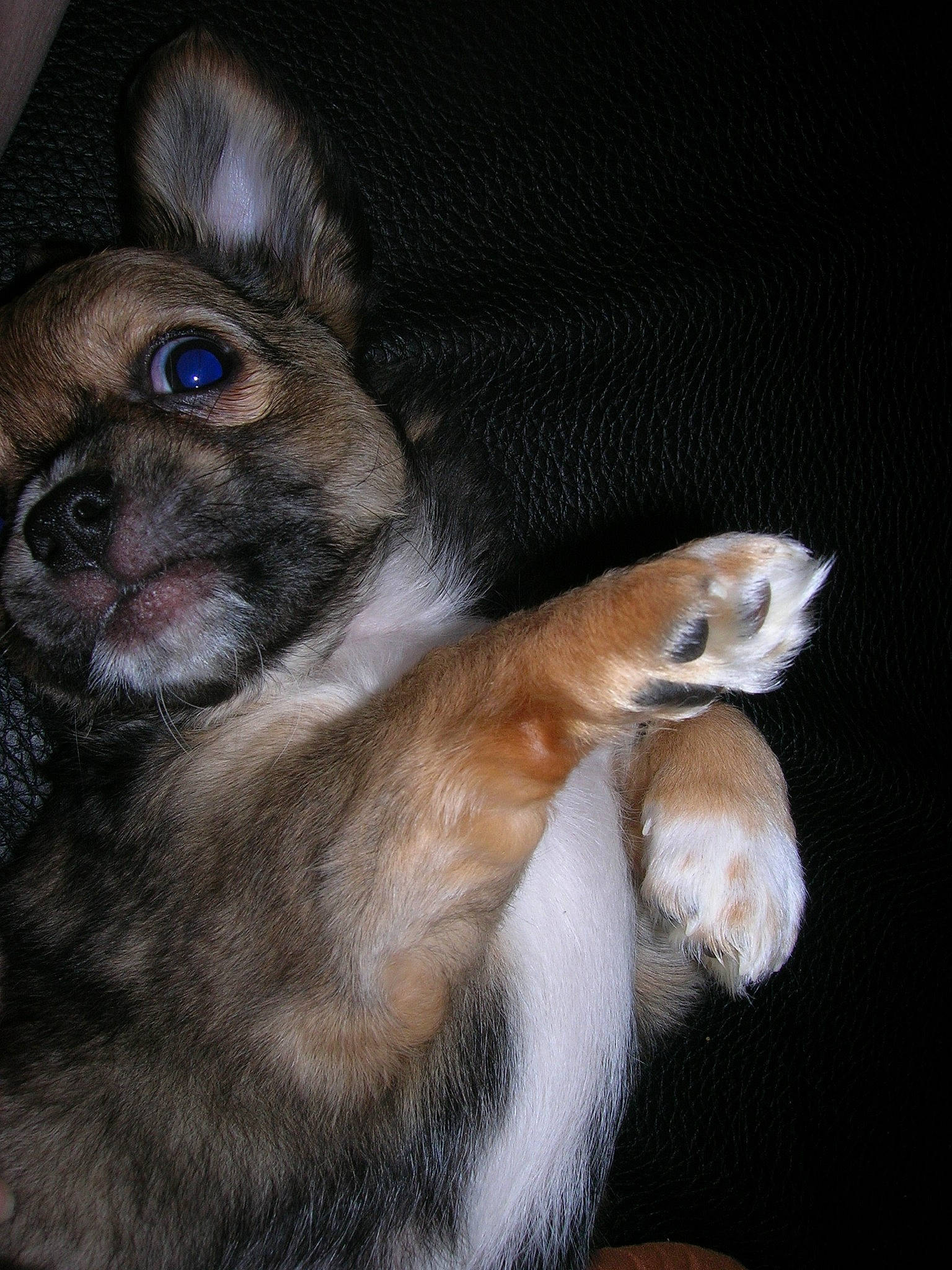 Rufus a rejoint le concours — aidez-le/la à gagner de superbes lots ! canidae, carnivore, companion_dog, dog, dog_breed, ear, eye, fawn, fur, mammal, nose, paw, puppy, puppy_love, skin, snout, vertebrate, whiskers