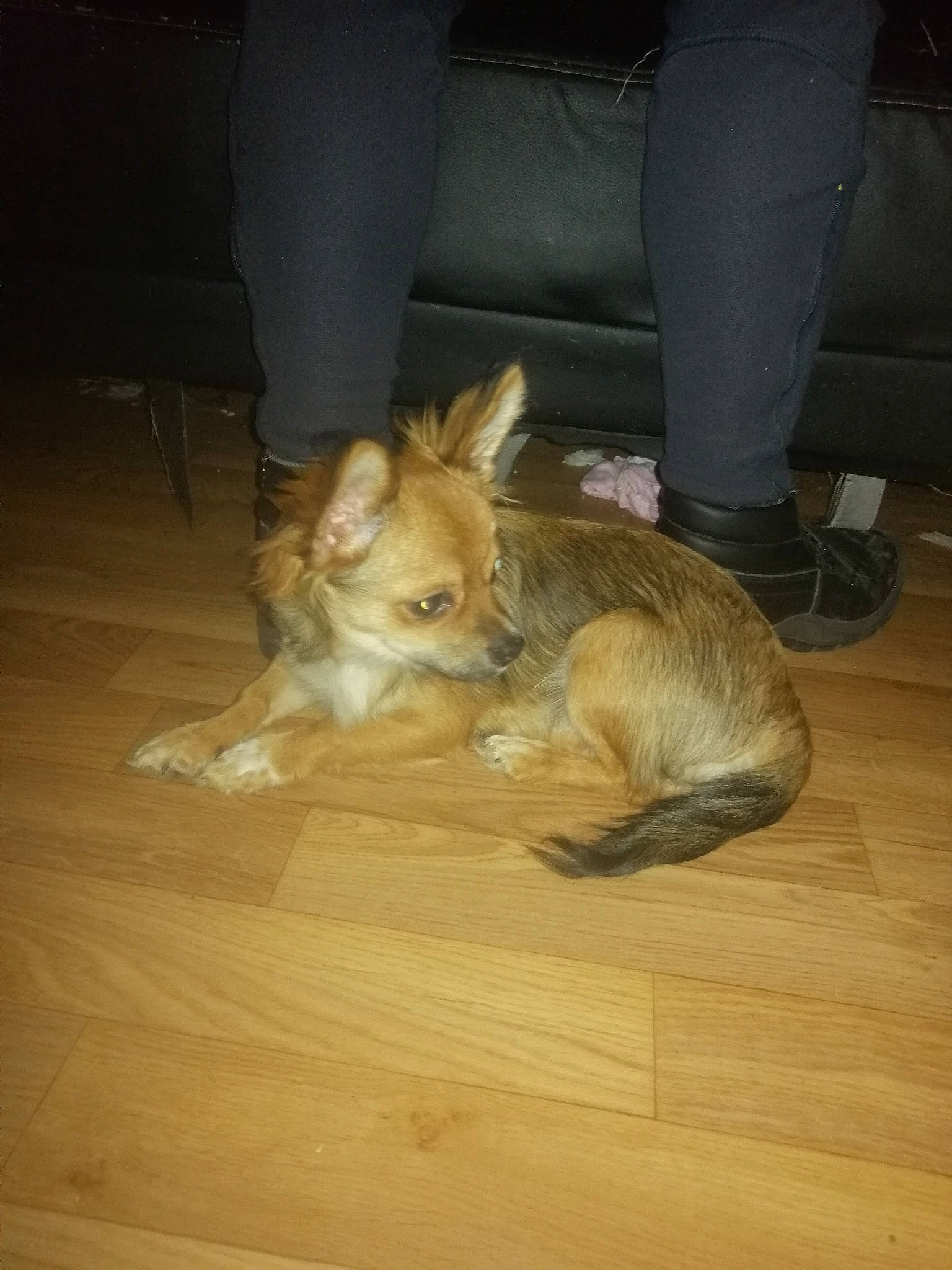 Rufus a rejoint le concours — aidez-le/la à gagner de superbes lots ! canidae, carnivore, chihuahua, companion_dog, dog, dog_breed, ear, fawn, floor, flooring, fur, hardwood, mammal, pembroke_welsh_corgi, pomeranian, puppy, sporting_group, tail, wood, wood_flooring