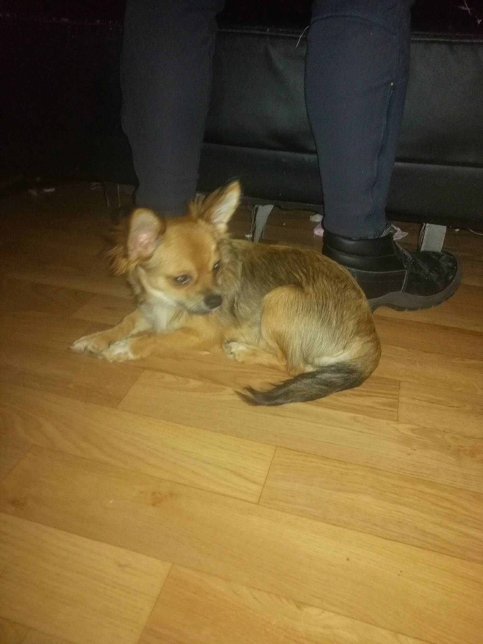 Rufus a rejoint le concours — aidez-le/la à gagner de superbes lots ! canidae, carnivore, companion_dog, dog, dog_breed, ear, fawn, floor, flooring, hardwood, mammal, pembroke_welsh_corgi, sporting_group, tail, welsh_corgi, wood, wood_flooring