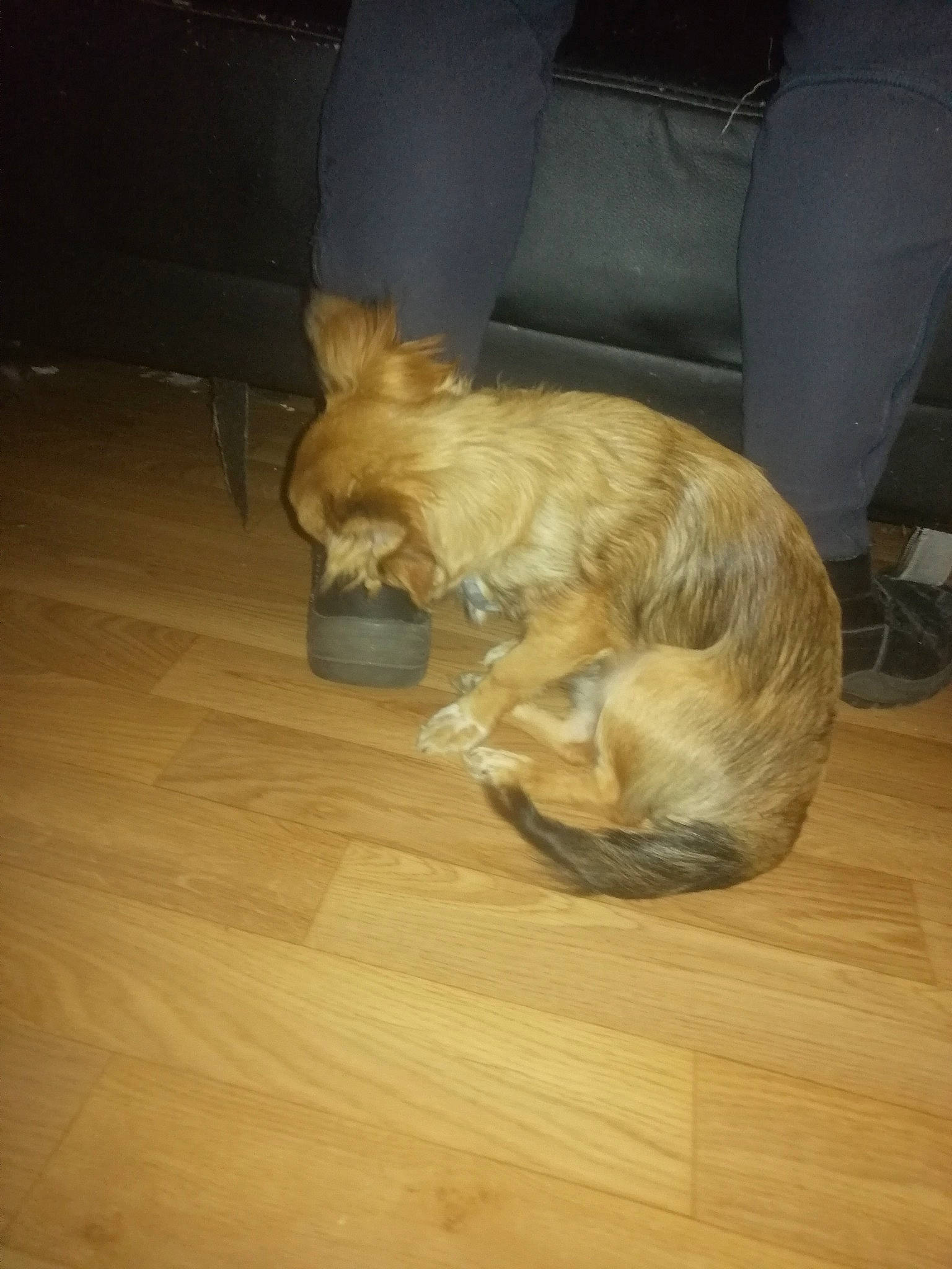 Rufus a rejoint le concours — aidez-le/la à gagner de superbes lots ! cairn_terrier, canidae, carnivore, companion_dog, dog, dog_breed, fawn, floor, flooring, fur, hardwood, puppy, sporting_group, tail, wood, wood_flooring