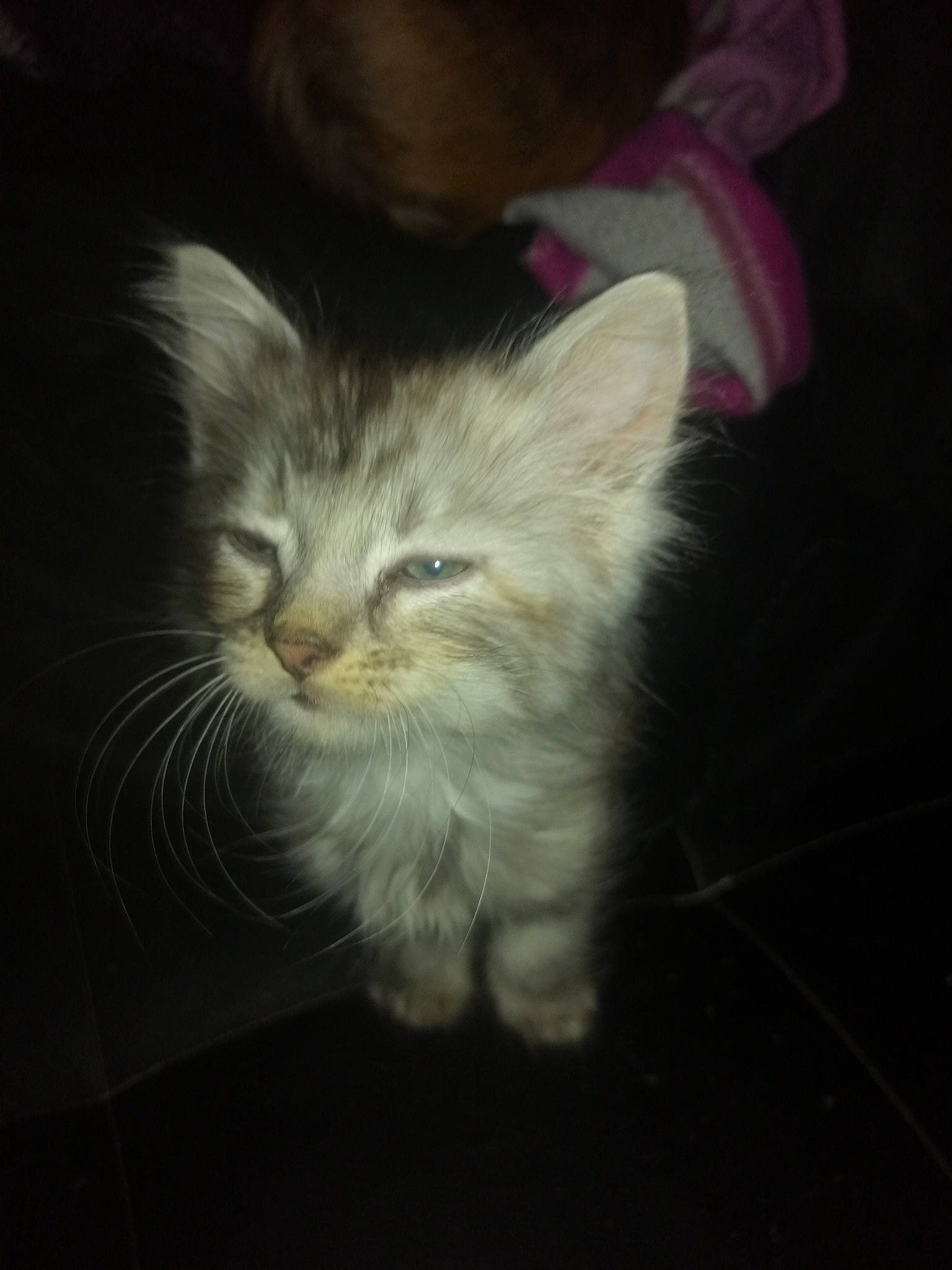 Capucine a rejoint le concours — aidez-le/la à gagner de superbes lots ! asian, black_and_white, carnivore, cat, darkness, ear, eye, felidae, fur, kitten, mammal, night, norwegian_forest_cat, polydactyl_cat, ragamuffin, siberian, sky, small_to_medium_sized_cats, tabby_cat, whiskers