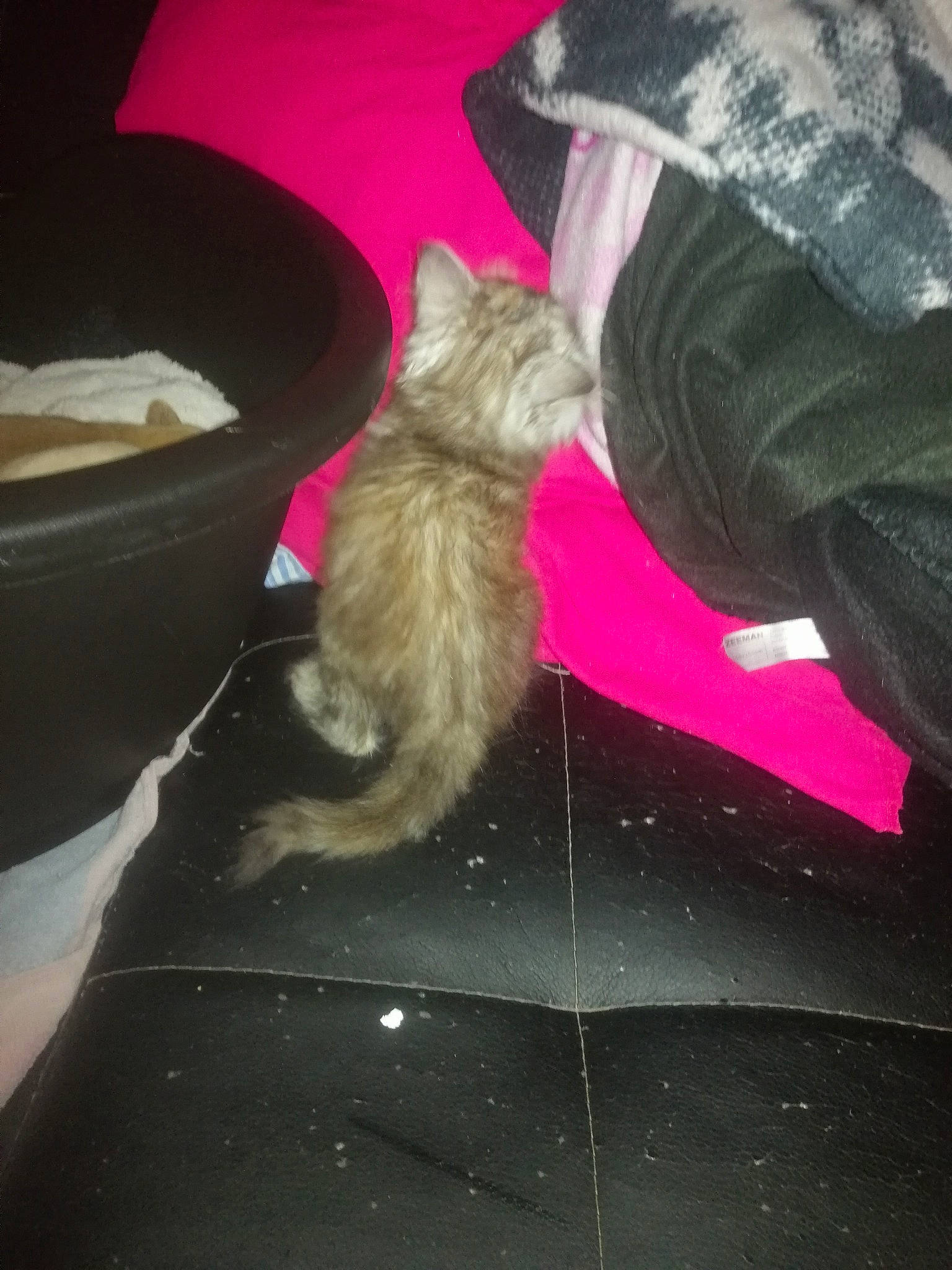 Capucine participe au concours pour gagner de l'argent avec cette photo : carnivore, cat, fawn, felidae, kitten, small_to_medium_sized_cats, tail, whiskers