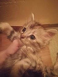 Capucine participe au concours pour gagner de l'argent avec cette photo : american_curl, asian_semi_longhair, british_longhair, british_semi_longhair, carnivore, cat, domestic_long_haired_cat, felidae, kitten, maine_coon, mammal, munchkin, napoleon_cat, norwegian_forest_cat, persian, ragdoll, siberian, small_to_medium_sized_cats, vertebrate, whiskers