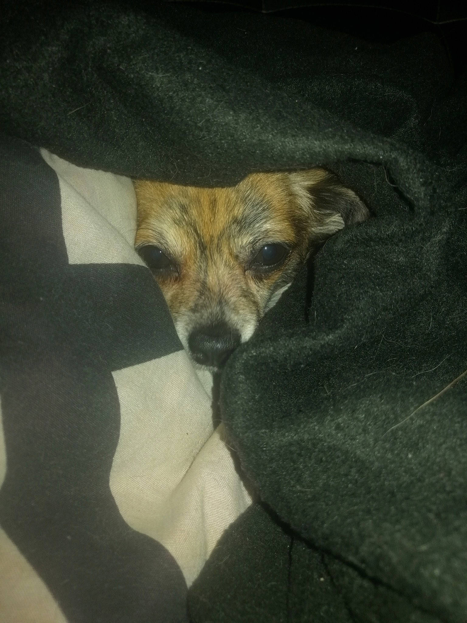 Inaya a rejoint le concours — aidez-le/la à gagner de superbes lots ! border_terrier, canidae, carnivore, companion_dog, dog, dog_breed, fawn, mammal, puppy, snout, whiskers