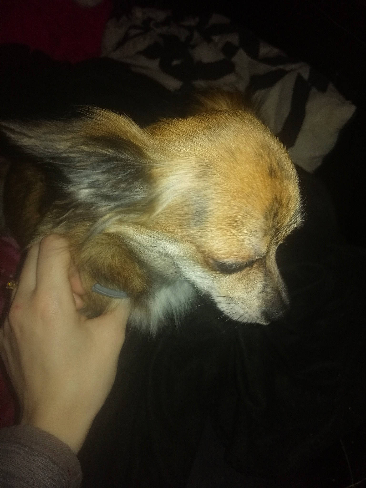 Inaya participe au concours pour gagner de l'argent avec cette photo : canidae, carnivore, chihuahua, companion_dog, dog, dog_breed, ear, fawn, fur, puppy, puppy_love, snout, tail, toy_dog