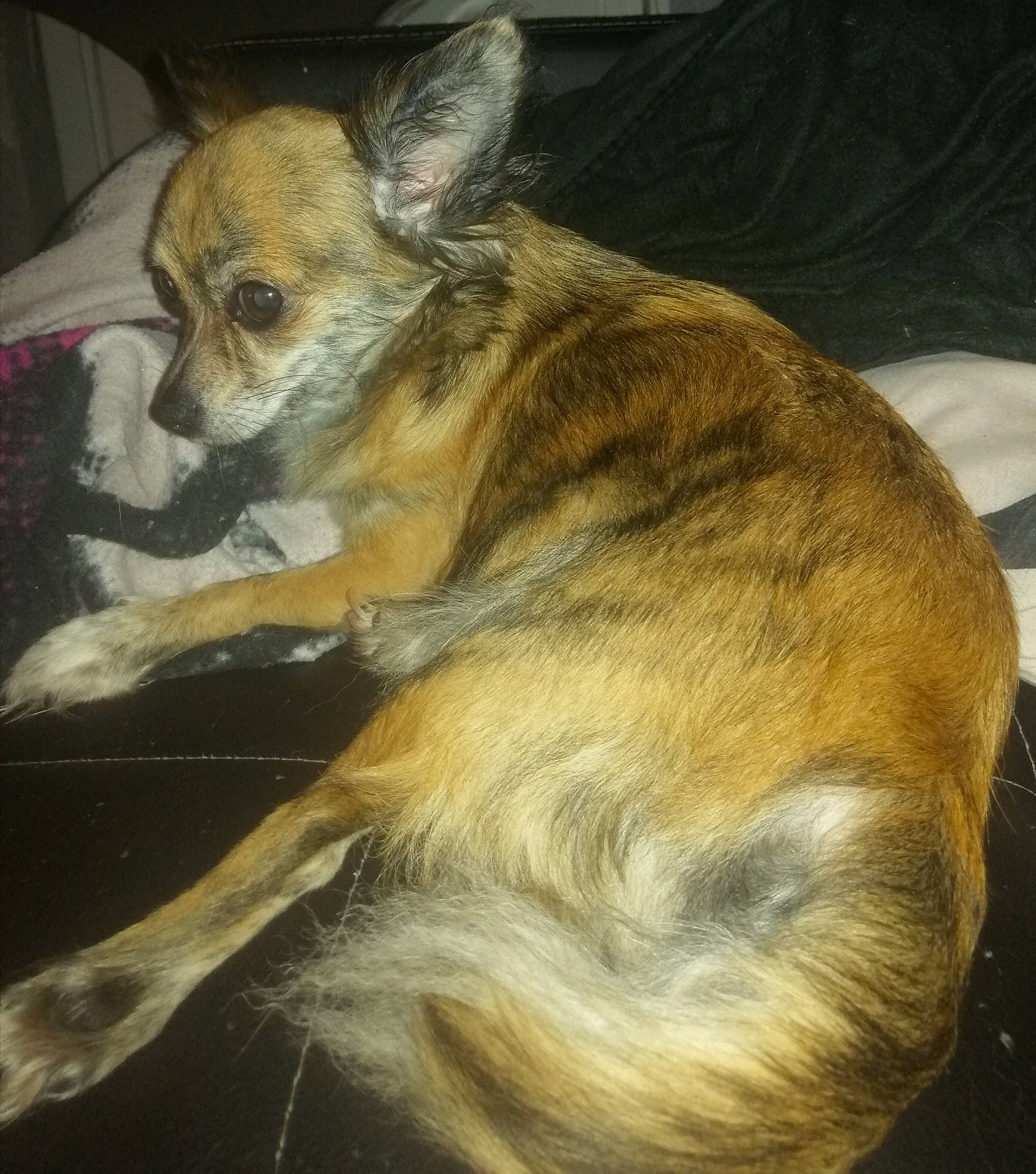 Inaya participe au concours pour gagner de l'argent avec cette photo : canidae, carnivore, chihuahua, companion_dog, corgi_chihuahua, dog, dog_breed, ear, fawn, mammal, puppy, snout, toy_dog, whiskers