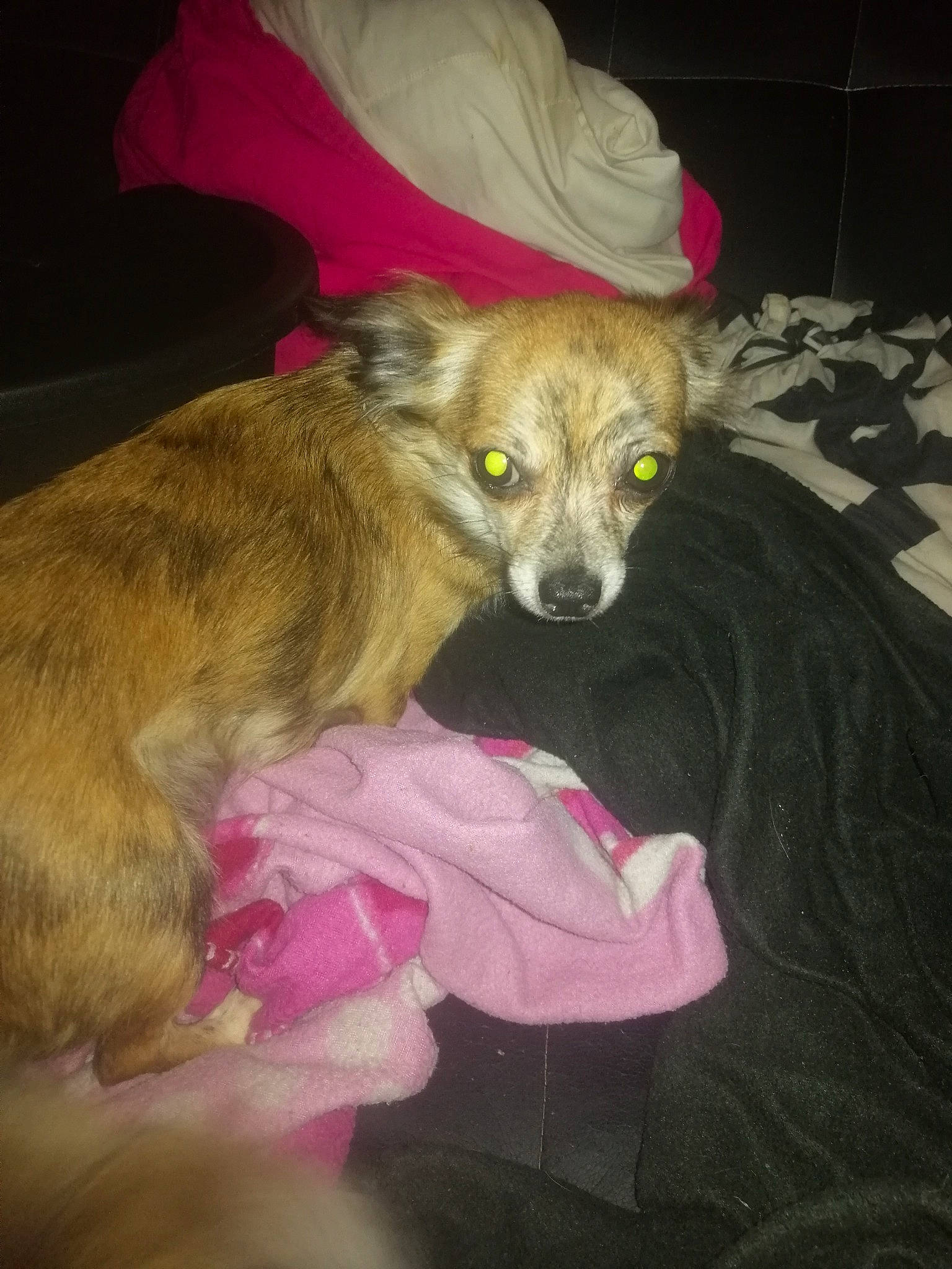 Inaya a rejoint le concours — aidez-le/la à gagner de superbes lots ! canidae, carnivore, dog, dog_breed, fawn, pink, procyonidae, puppy