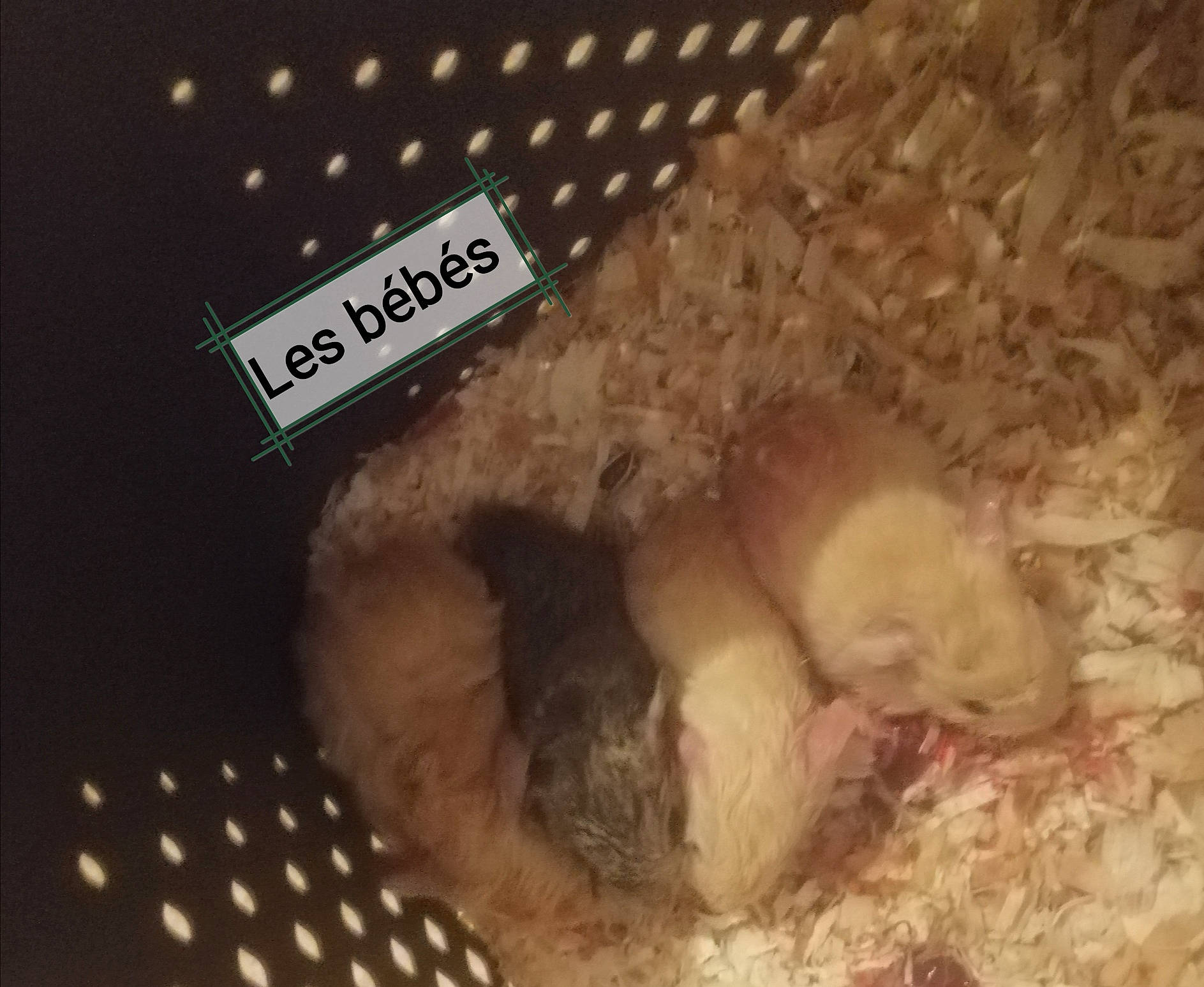 Les Bébés
