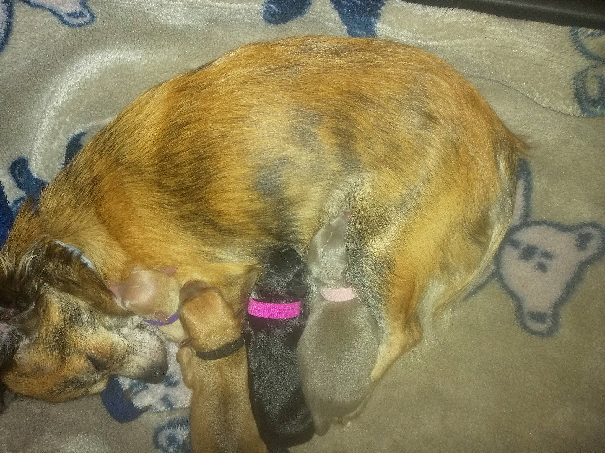 Les Petits Bouts participe au concours pour gagner de l'argent avec cette photo : canidae, carnivore, dog, dog_breed, fawn, lurcher, street_dog