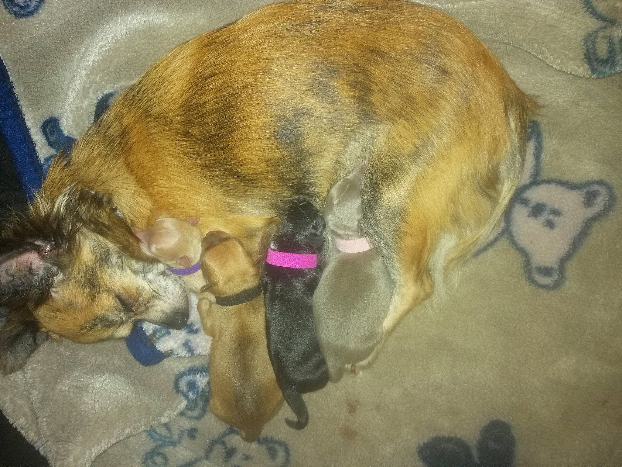 Les Petits Bouts participe au concours pour gagner de l'argent avec cette photo : canidae, carnivore, dog, dog_breed, puppy, snout, tail