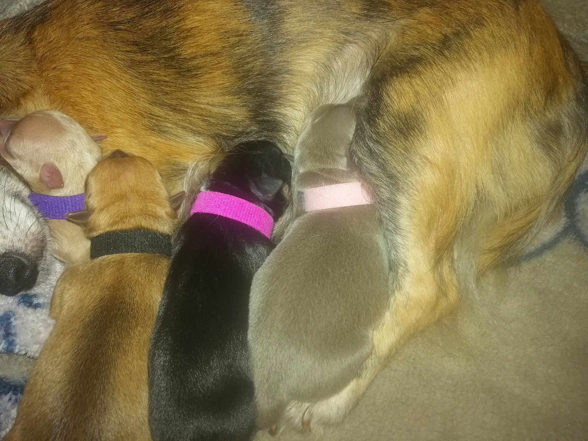 Les Petits Bouts a rejoint le concours — aidez-le/la à gagner de superbes lots ! canidae, carnivore, dog, dog_breed, ear, fawn, fur, paw, puppy, puppy_love, snout, tail