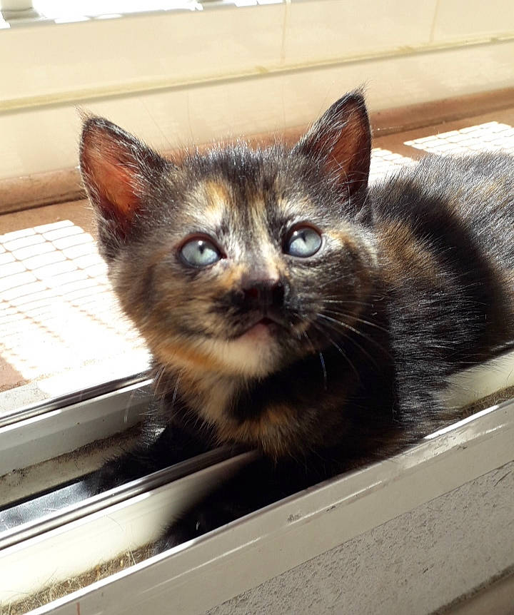 Saika a rejoint le concours — aidez-le/la à gagner de superbes lots ! box, cardboard, carnivore, cat, domestic_short_haired_cat, door, electronic_device, felidae, fur, input_device, iris, metal, output_device, packaging_and_labeling, paw, pet_supply, small_to_medium_sized_cats, snout, whiskers, window