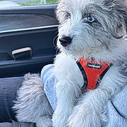 Blu is registered to the contest to win money with this photo: puppy, dog, blue_eyes, fluffy, harness, orange_harness, car_interior, person, lap, window, seat, denim, gray_fur, white_fur, pet, cute, young_dog, sitting, indoors, daylight