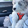 puppy, dog, blue_eyes, fluffy, harness, orange_harness, car_interior, person, lap, window, seat, denim, gray_fur, white_fur, pet, cute, young_dog, sitting, indoors, daylight