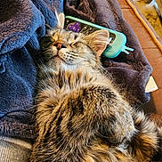 Elle is registered to the contest to win money with this photo: cat, tabby, sleeping, fur, blanket, remote_control, cozy, indoor, pet, resting, closeup, feline, relaxed, soft, couch, home, cute, animal, whiskers, ears