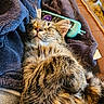 cat, tabby, sleeping, fur, blanket, remote_control, cozy, indoor, pet, resting, closeup, feline, relaxed, soft, couch, home, cute, animal, whiskers, ears