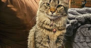 Elle joined the competition — help win amazing prizes! bell, blanket, brick_wall, cat, collar, couch, cozy, curious, ears, feline, fluffy, fur, furniture, home, indoor, pet, shelf, sitting, tabby, whiskers
