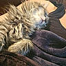 Elle joined the competition — help win amazing prizes! cat, sleeping, fluffy, long_hair, pet, animal, cozy, blanket, person, shoulder, indoor, resting, cute, furry, comfort, relaxation, close_up, soft, warm, tank_top