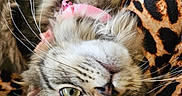 Elle joined the competition — help win amazing prizes! cat, fluffy, pink_collar, whiskers, upside_down, leopard_print, fabric, green_eyes, close_up, pet, cute, feline, indoor, relaxed, soft, animal, portrait, tabby, mammal, domestic
