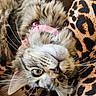 cat, fluffy, pink_collar, whiskers, upside_down, leopard_print, fabric, green_eyes, close_up, pet, cute, feline, indoor, relaxed, soft, animal, portrait, tabby, mammal, domestic