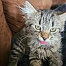 Elle is registered to the contest to win money with this photo: cat, kitten, tabby, tongue_out, green_eyes, fluffy, fur, whiskers, pet, animal, indoor, cozy, couch, blanket, close_up, cute, young, feline, relaxed, domestic